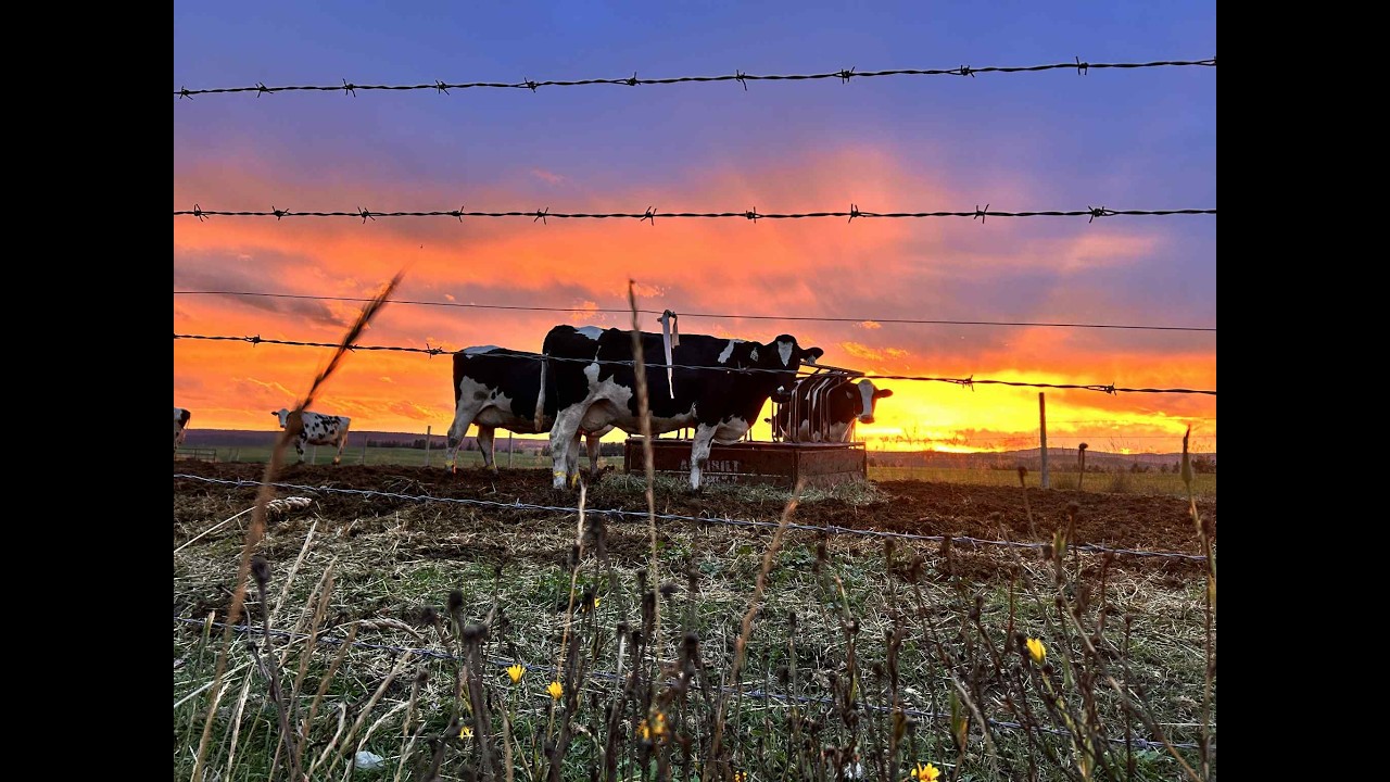 Fox Dairy Farm Ltd | Home to Green Mountain Braunvieh