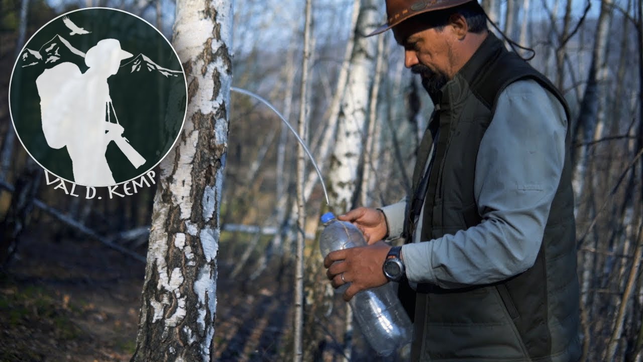 How to collect birch sap