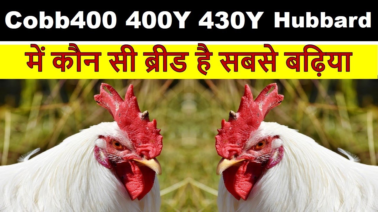 कौन सी ब्रायलर ब्रीड है सबमे बढ़िया - Cobb400, 400Y, 430Y or Skylark Hubbard Comparison of Profits