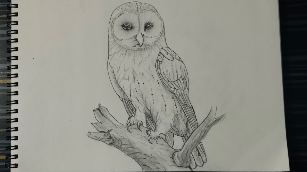 How to draw a owl 🦉/sketch tutorial 