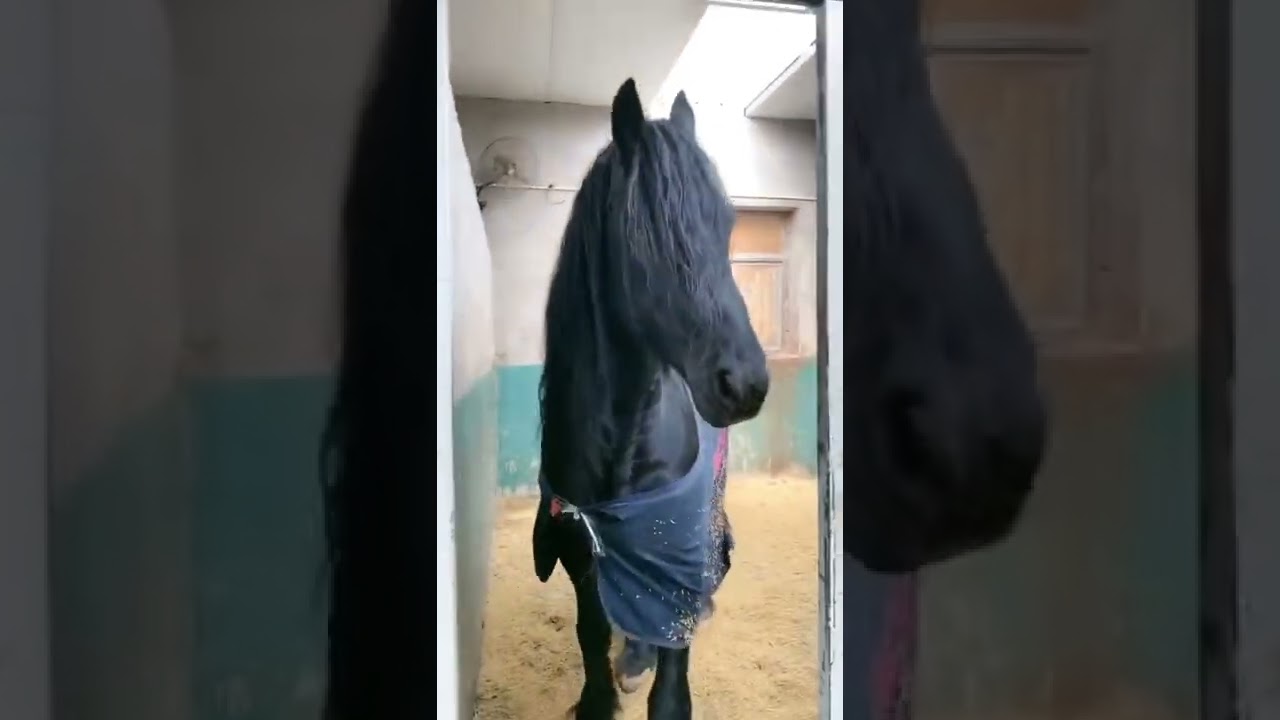 Wild Horse Mare revolutionizing young foals future stallions Horses #Shorts #4443