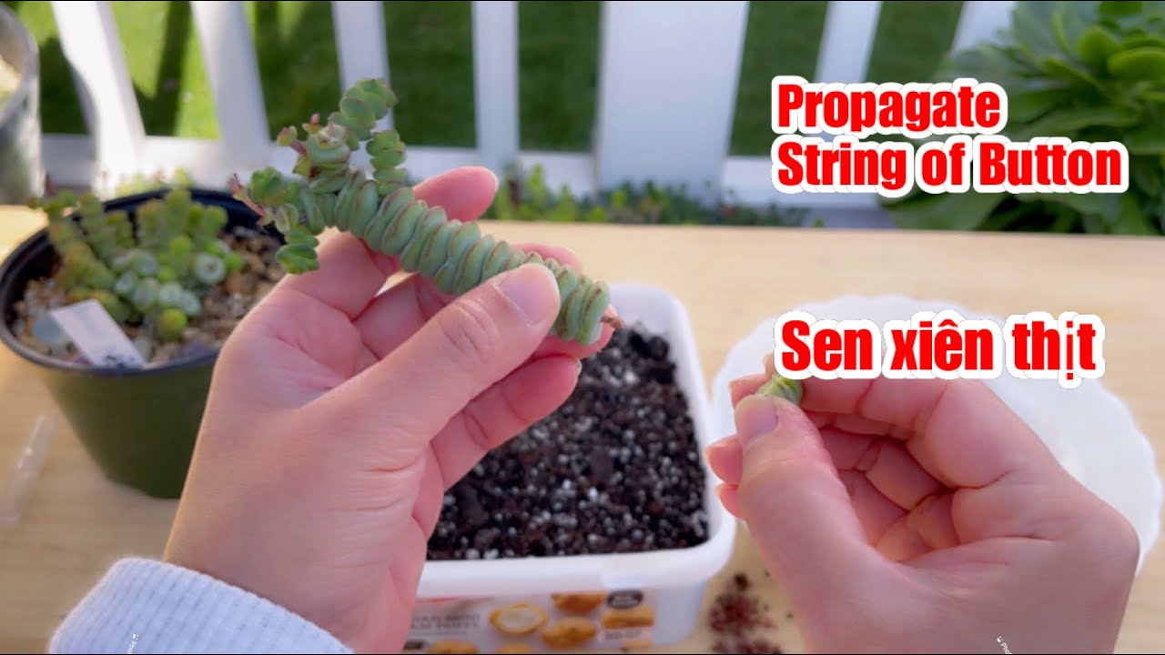 Propagate String of Button ||  Succulent Garden || Nhân Giống Sen xiên thịt