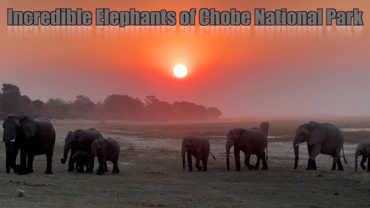 Incredible Elephants of Chobe National Park   Chobe Game Lodge Africa part 2