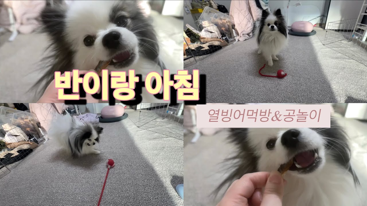 반이랑 아침일상 / 열빙어먹방 / 공놀이