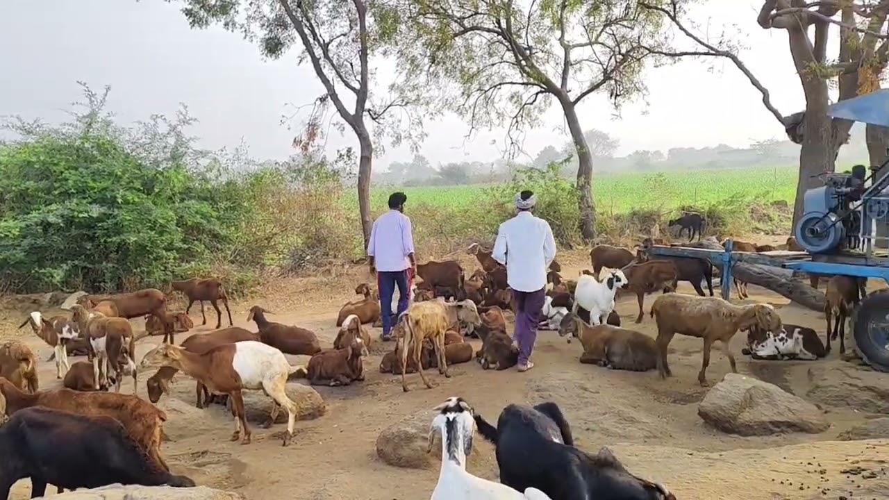 बकरियां लंगड़ रहे इसके लिए क्या करनाचाहिए |बकरी पैर दर्द की दवा कौन सा है |Bakriya pair Dard Ki dava