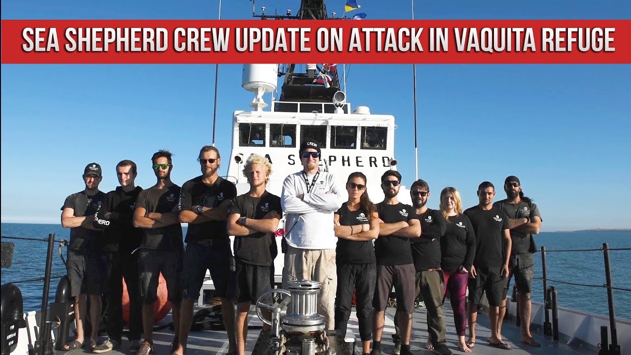 SEA SHEPHERD Crew Update on Attack in Vaquita Refuge