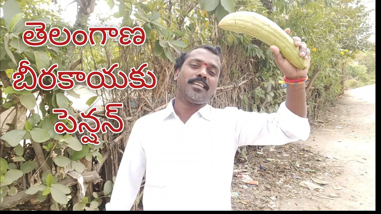 తెలంగాణ బీరకాయ కు పెన్షన్ ||M9 Express