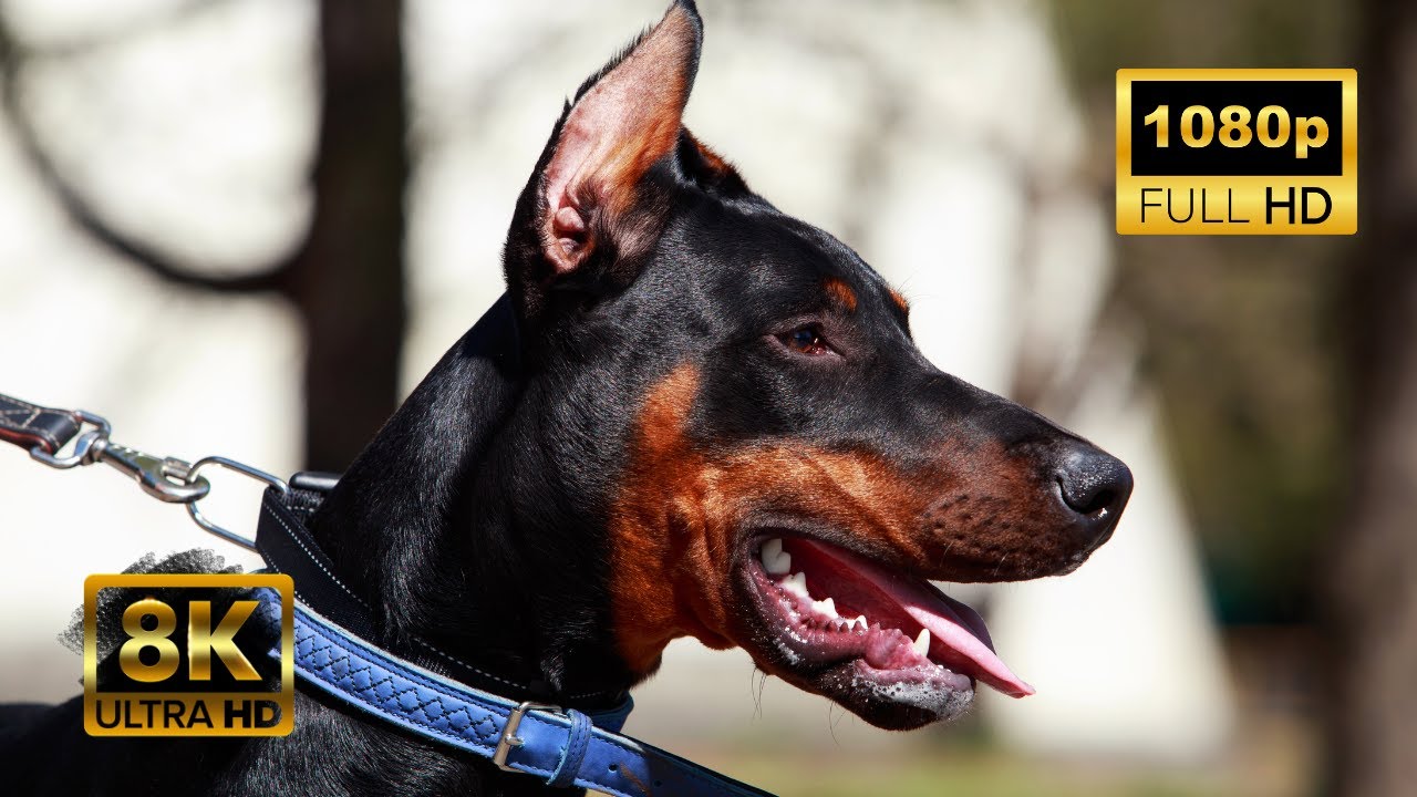 Top 100 Dog Breeds You've Never Heard Of | Dog Breed 8k ULTRA HD Video