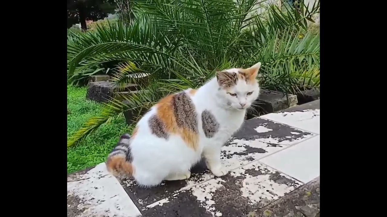 The Adventures of a Church Cat #youtubevideo #youtuber #subscribe #nature #cat #pets #funny #fyp