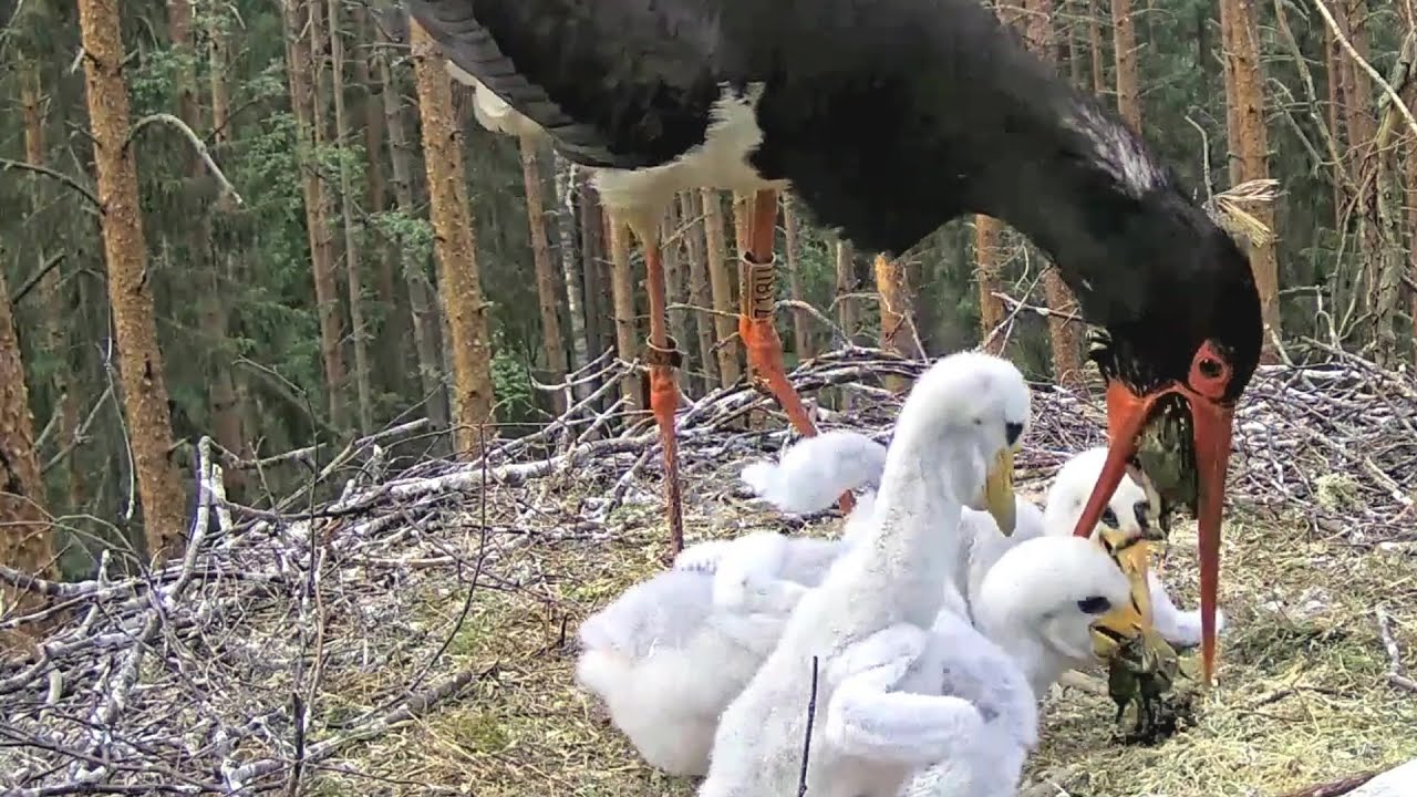 Must-toonekurg~Kaia brings dinner for the storklets~7:59 pm 2023/06/15