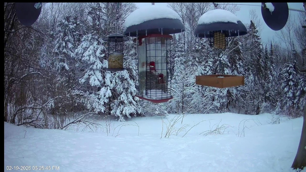 Bird Feeder Cam