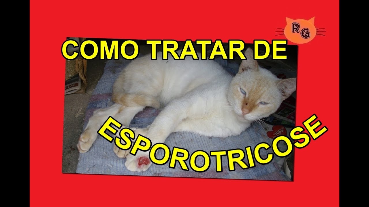 Como Tratar de Esporotricose