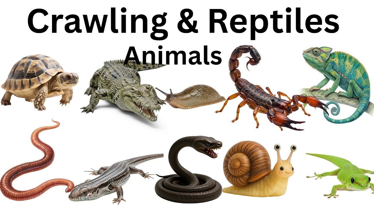 Reptile & Crawling Animals For Kids | Learn Crawling Animals In English With Pictures And Sound