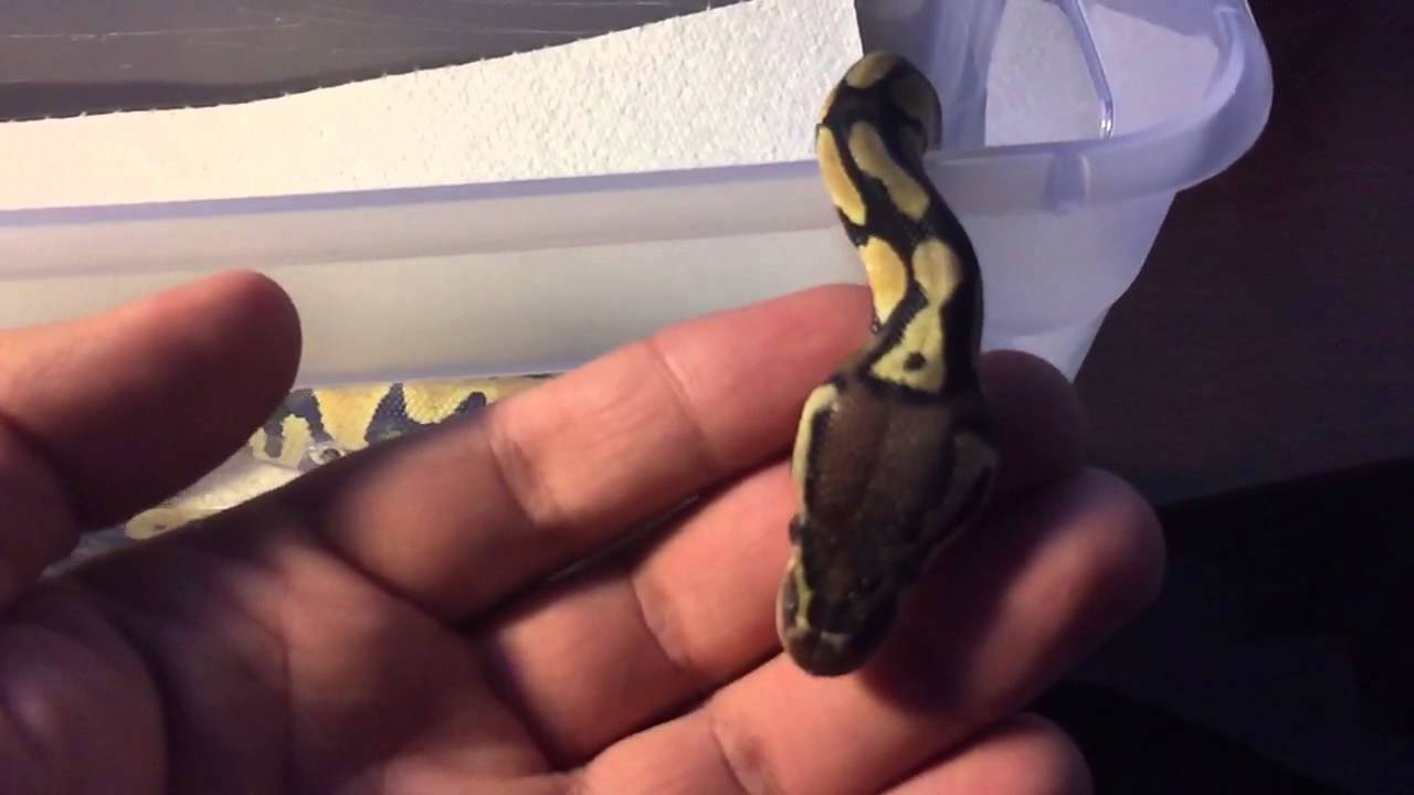 Slow-Motion Baby Ball Python Yawn