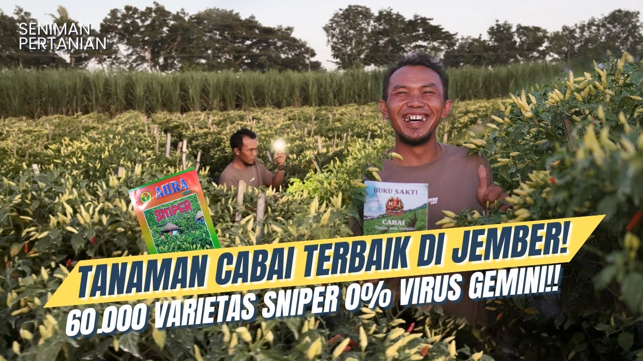 PANEN RAYA CABAI VARIETAS SNIPER‼️Petani Pemula Jember Bikin Heboh: 60.000 TANAMAN 0% VIRUS & LAYU‼️