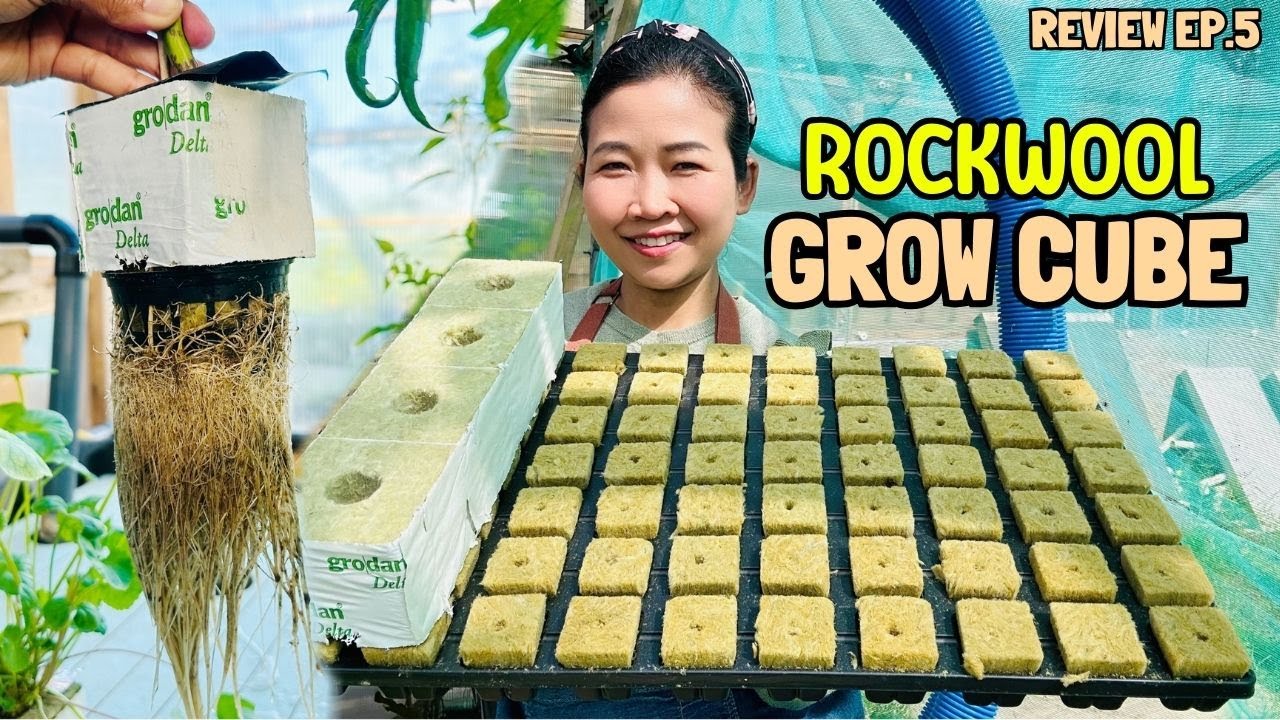 Grodan Rockwool Cube for Seed Starter, Cutting Transplant! | GYOCYO