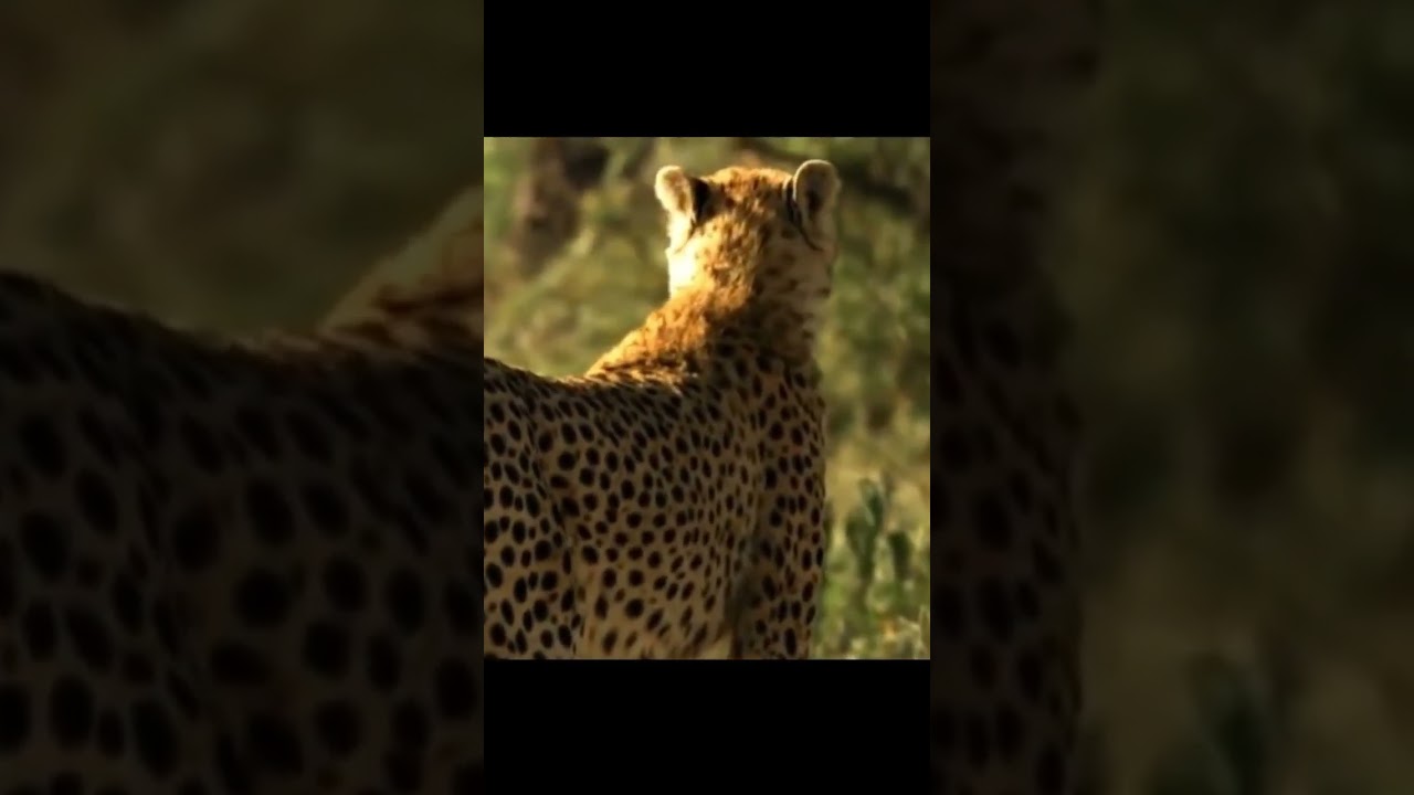Цена скорости  #животные  #дикаяприрода  #африка #гепард #кошки #gepard #africa #running #sprint