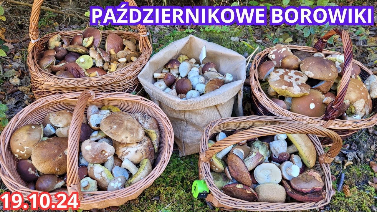 PEŁNE KOSZE PAŹDZIERNIKOWYCH BOROWIKÓW 19.10.24