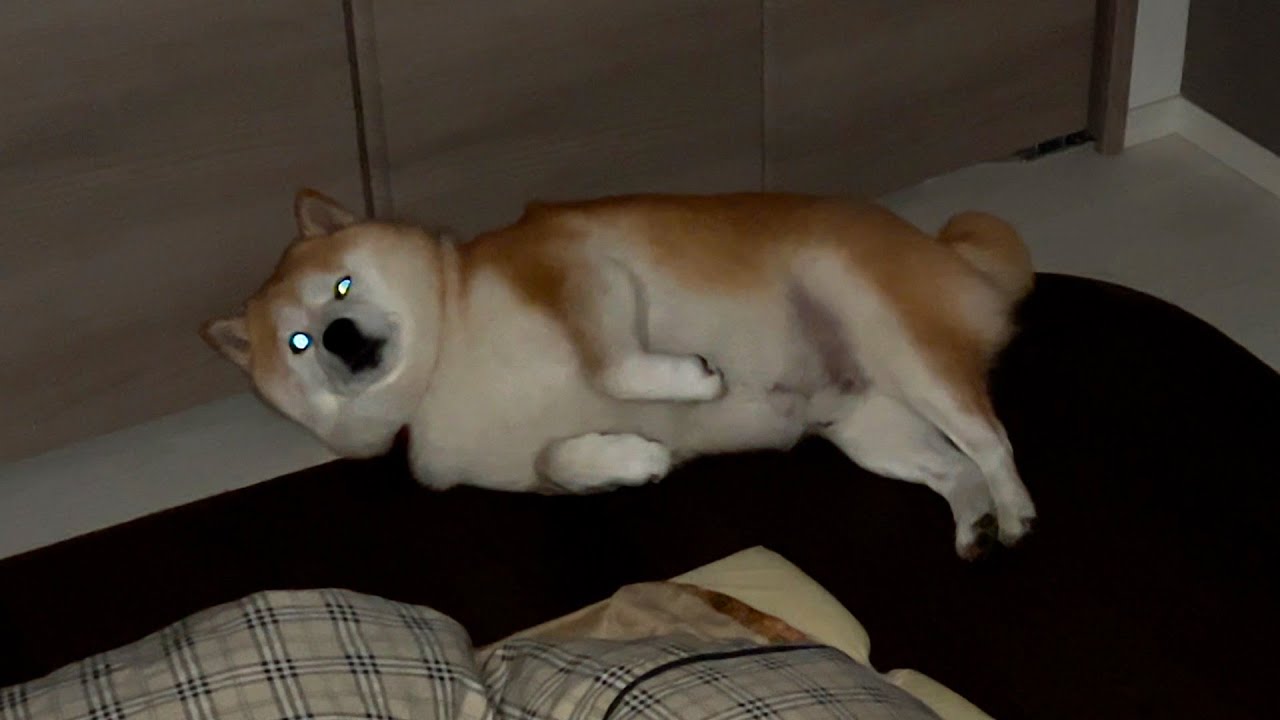 At 9pm, Shibe asks his family to pet him, but he falls asleep halfway through.