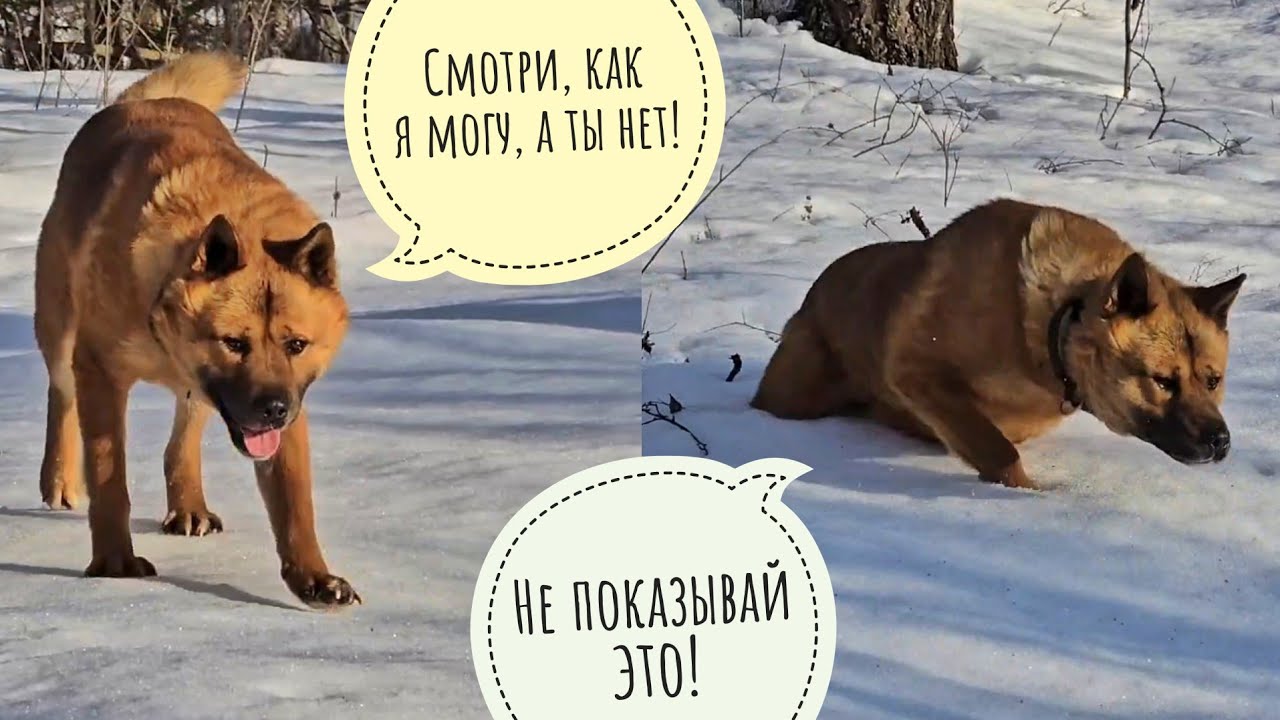 Пёс Кубик нашёл кусочки косули, которую ел орёл. В Избушку дровишки подвезли