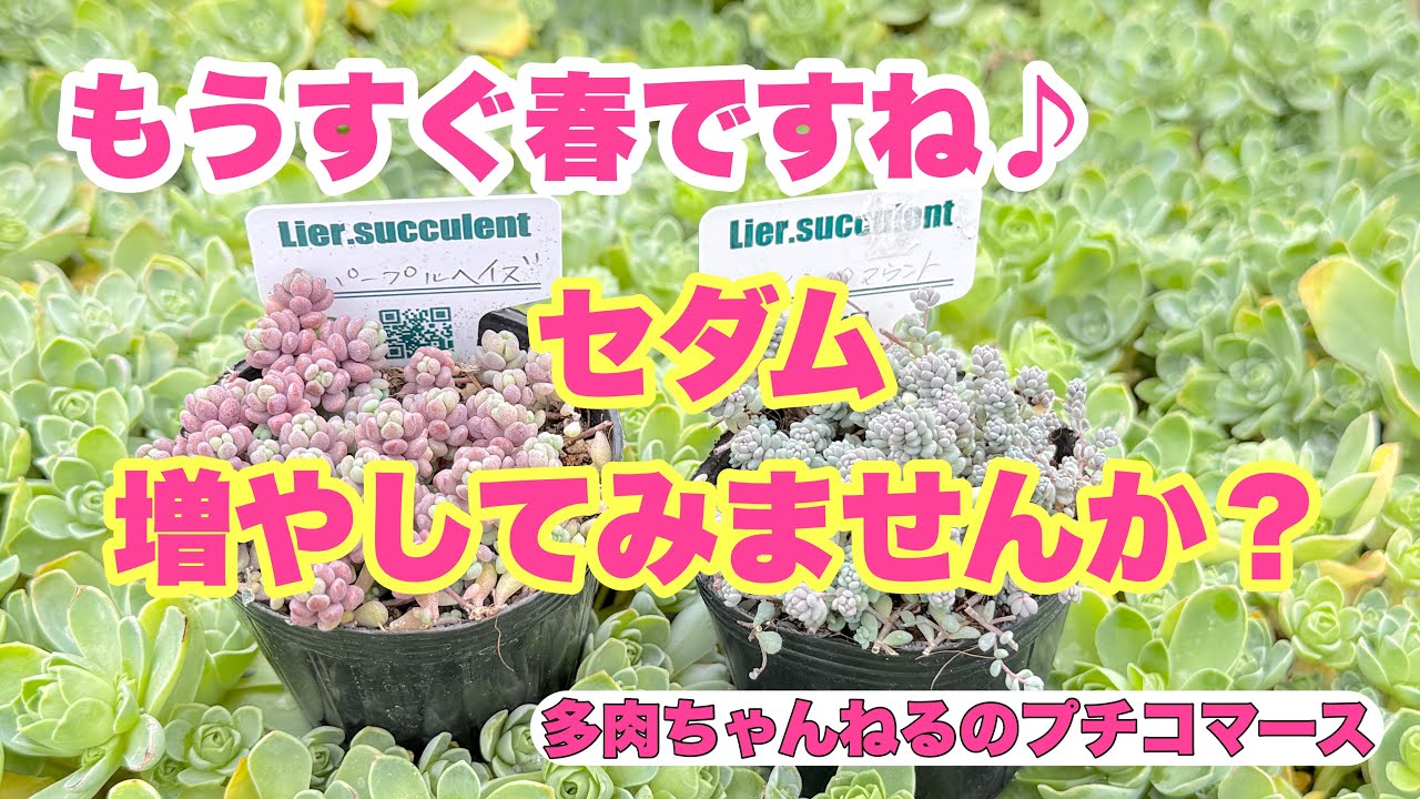 【多肉植物】もうすぐ春ですね🌸セダム増やしてみませんか❣️😆2026年2月23日