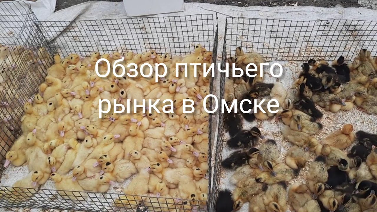 Хитрый рынок г.Омск'23//Обзор птичьего рынка