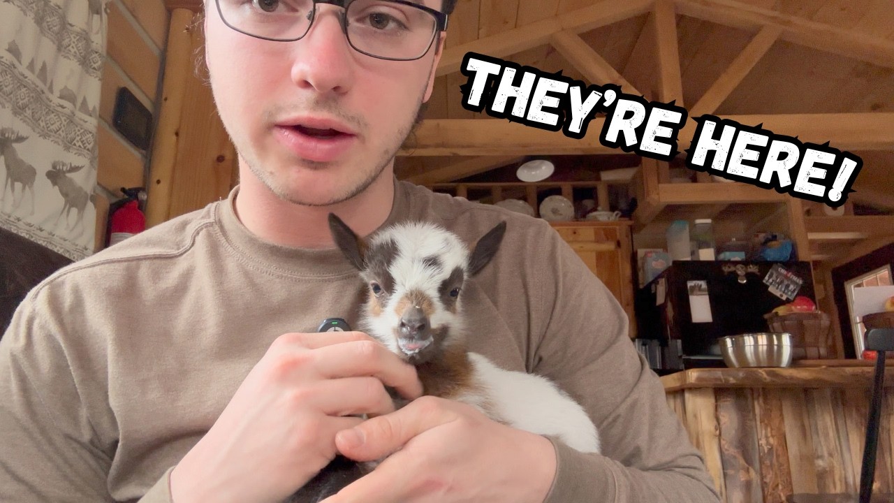 New Additions to the Farm | Baby Goats