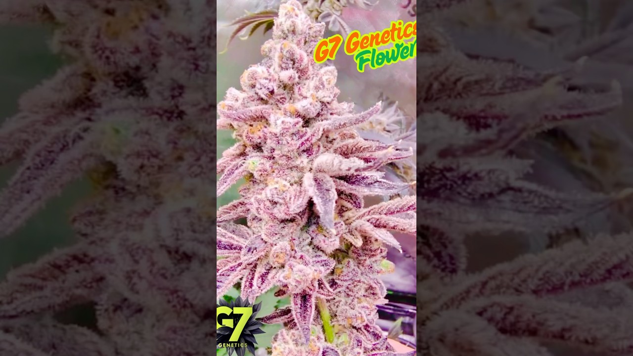 Top Shelf Cannabis Flower l Beautiful buds in 4k #garden #gardening #420 #shorts #weedporn #cannabis