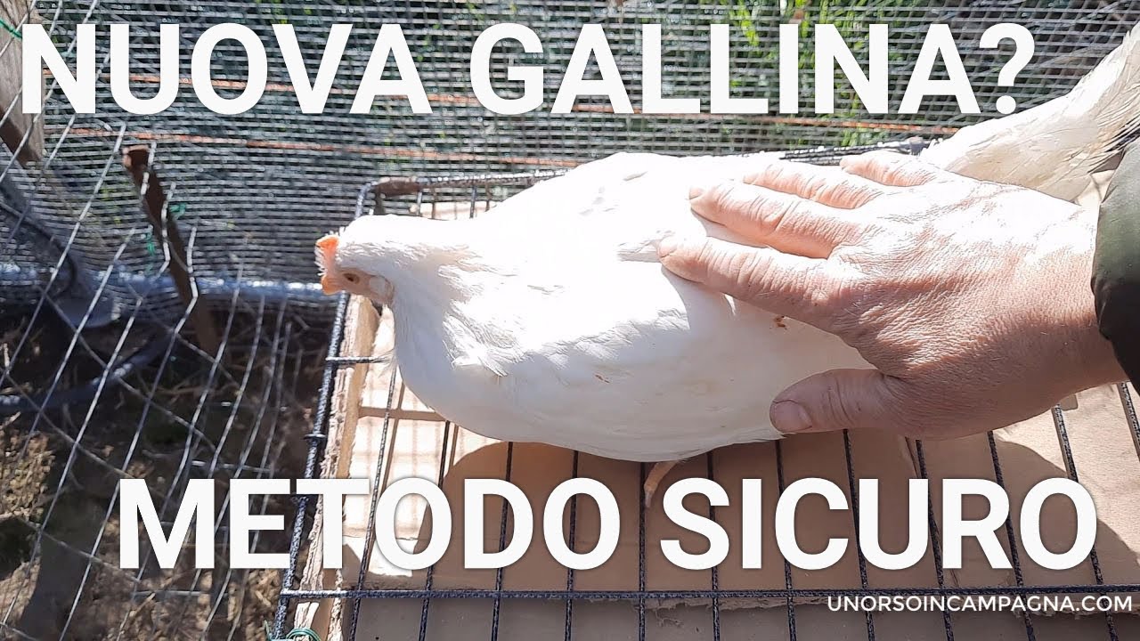 Nuova gallina nel pollaio? Ecco come aggiungerla in sicurezza!