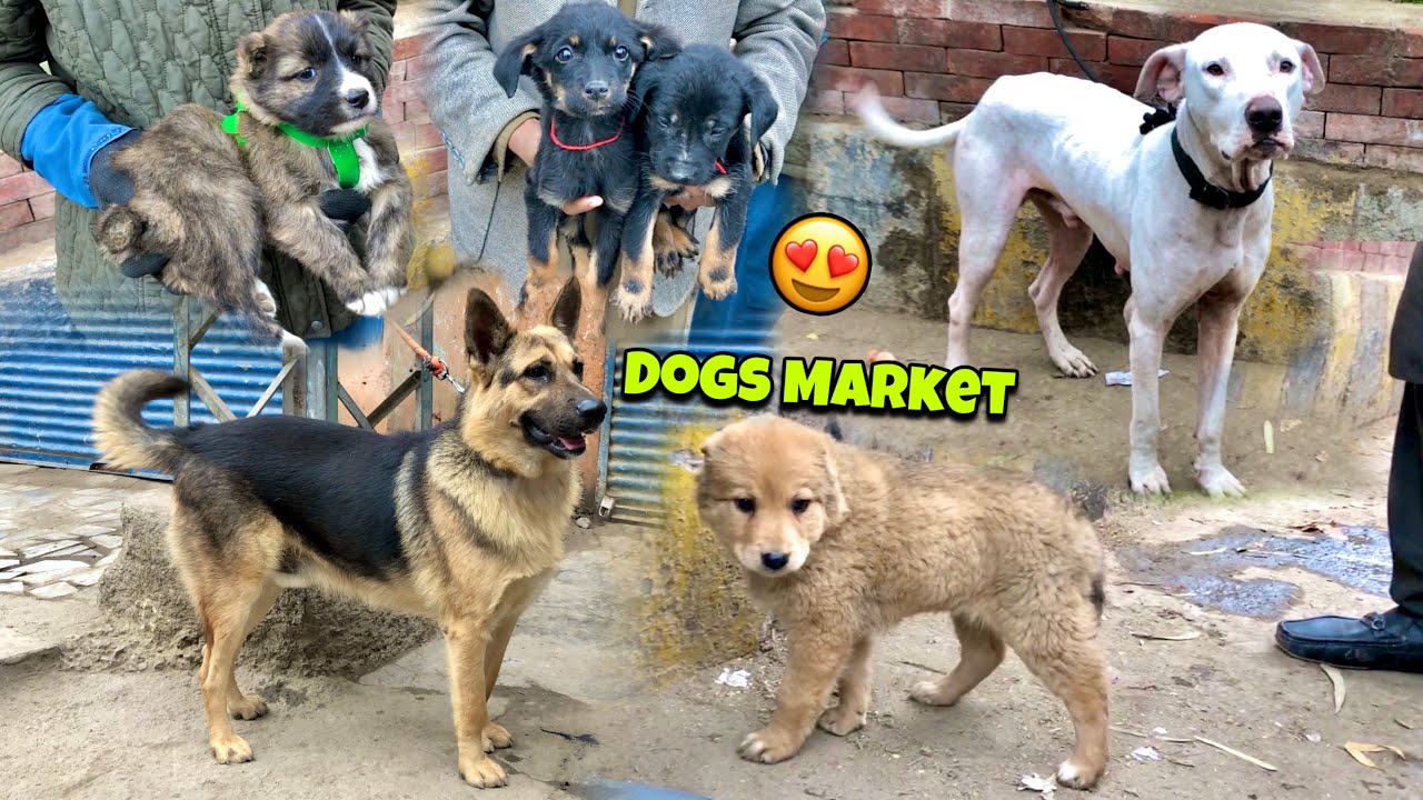 Dogs market Peshawar New Updates 05/01/2024 | Alsatian Dogs Russian Puppies | Khyber Social Tv