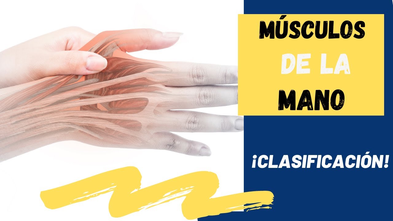 CLASIFICACIÓN de la MUSCULATURA de la MANO ✍️