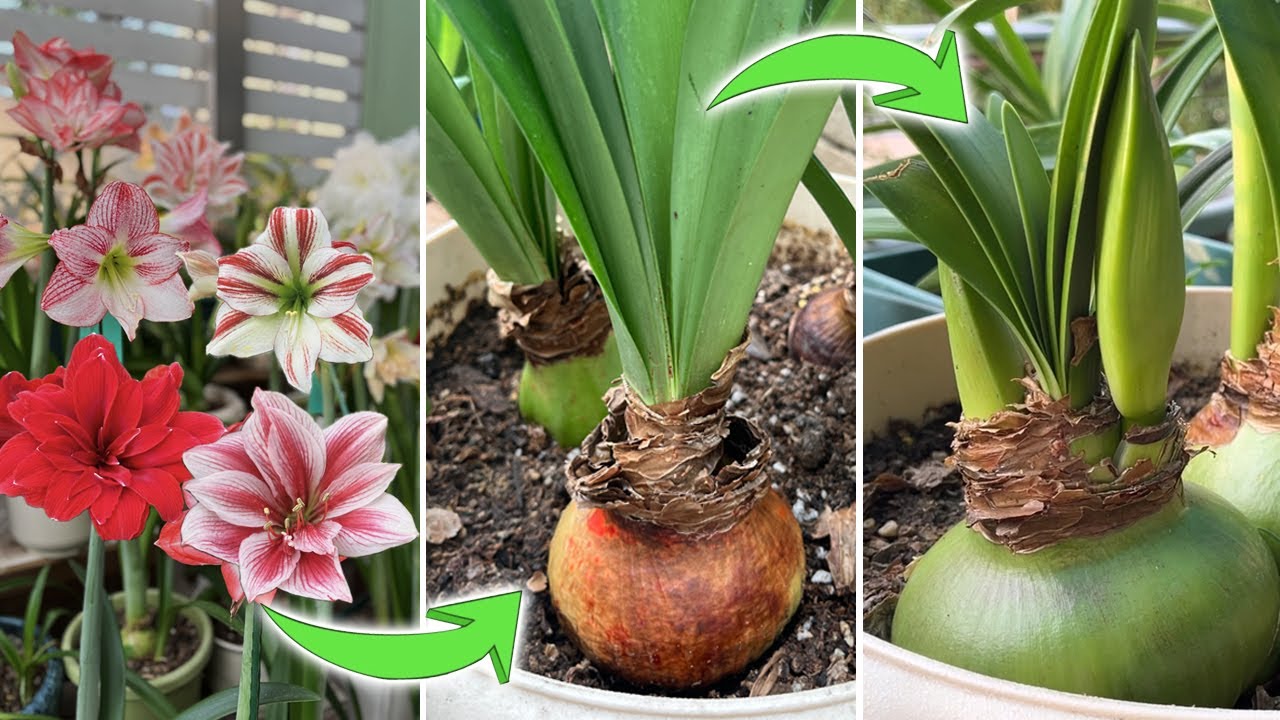 Rebloom Amaryllis(Episo 4):Amaryllis Hippeastrum in Bloom Round 3 & After-blooming Care Tips