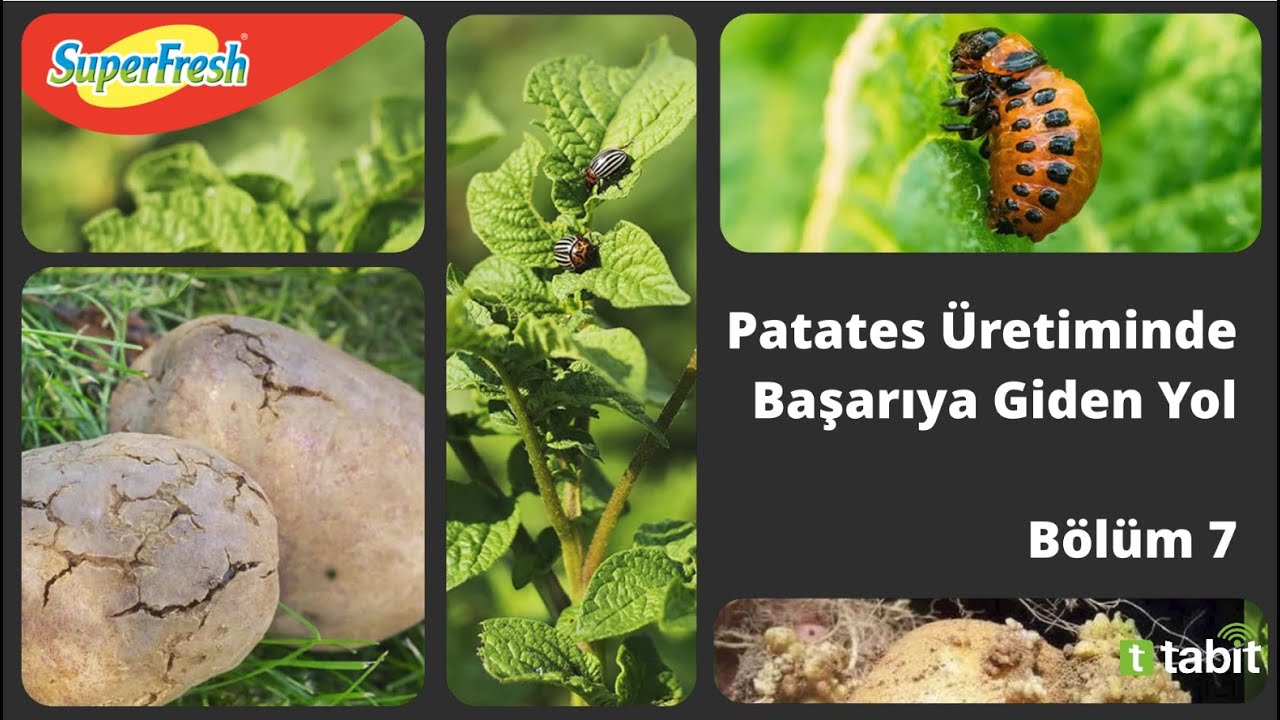 Bölüm 7 - Patates Üretiminde Hastalık ve Zararları Yönetimi