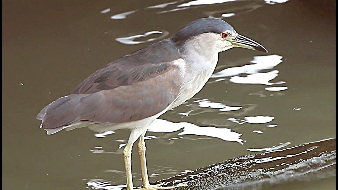 All about Black crowned night herons. 😉
