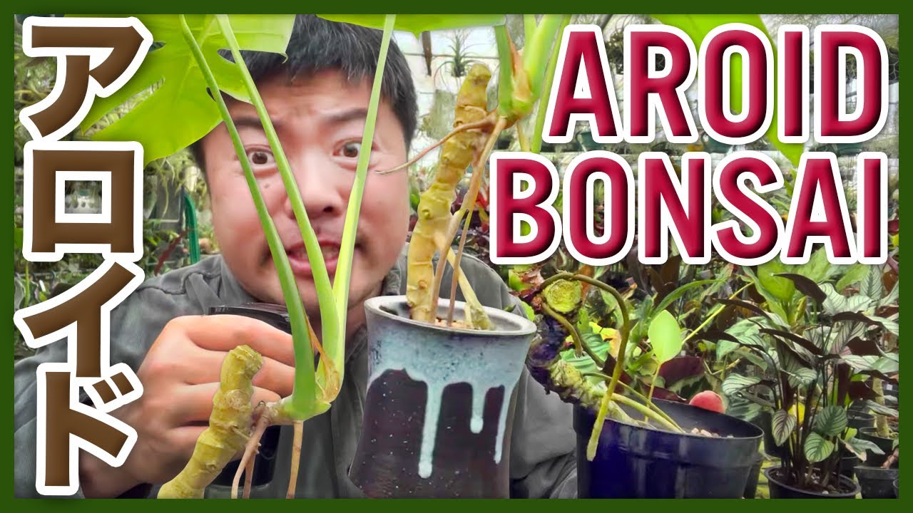【観葉植物】モンステラとなが〜く付き合うアロイドBONSAI