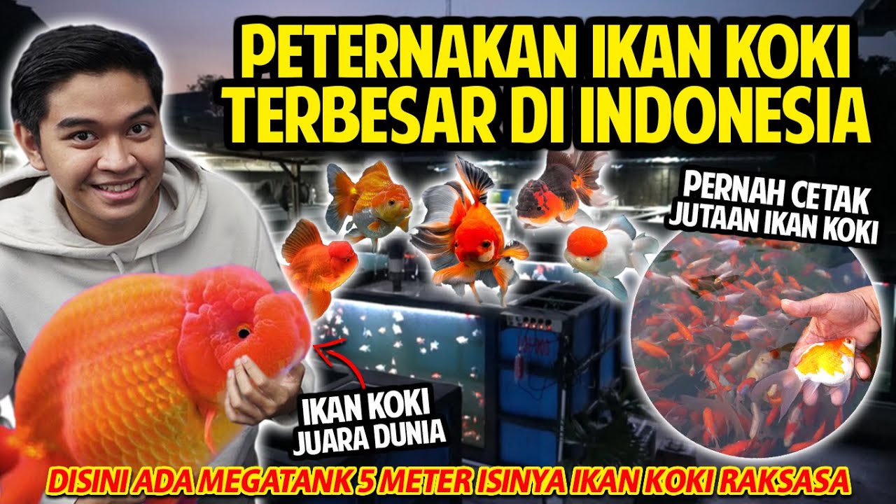 MEGATANK 5 METER ISINYA IKAN KOKI RAKSASA! FARM GOLDFISH TERBESAR DI INDONESIA! LIMAS FARM!
