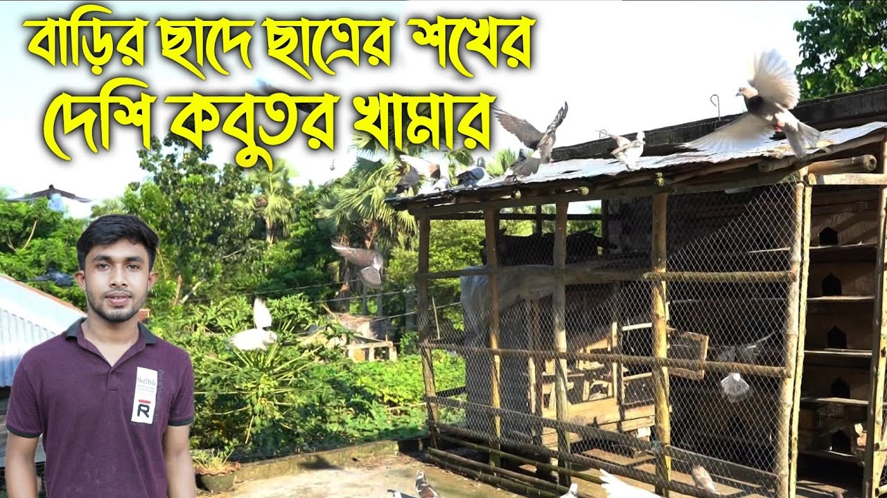 #136 শখের বসে বাড়ির পরিত্যক্ত ছাদে কবুতর পালন করে স্বাবলম্বী কবুতর খামারি || Koutor palon in Bd