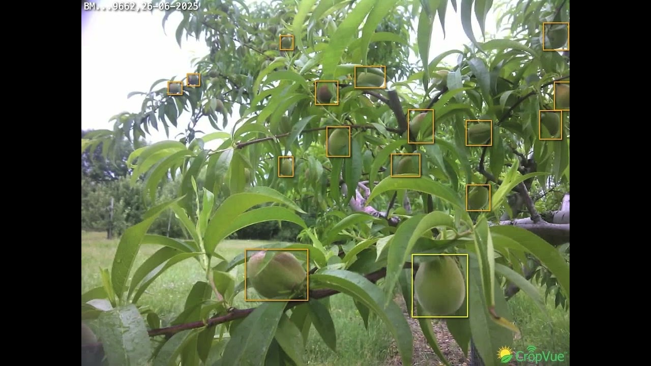 UMass Orchard peach (PF9A-007) phenology/growth in 2025