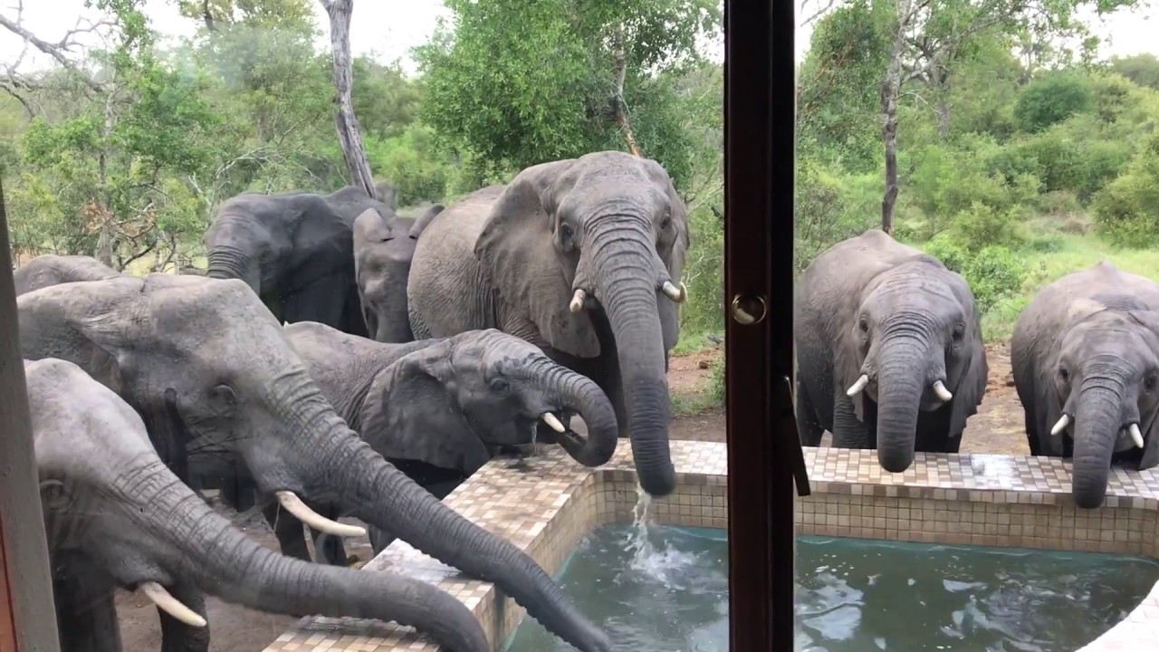 Unbelievable African Elephants in My Pool!