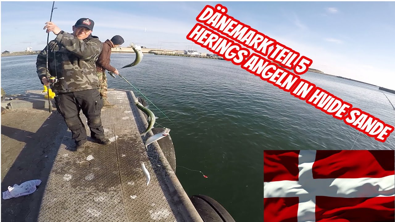 Herings Angeln in Hvide Sande