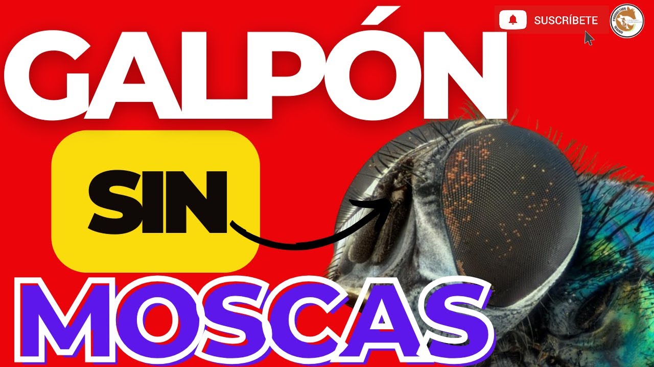 🤩Guia DEFINITIVA para NO TENER más MOSCAS en LOS Pollos DE Engorde🧐
