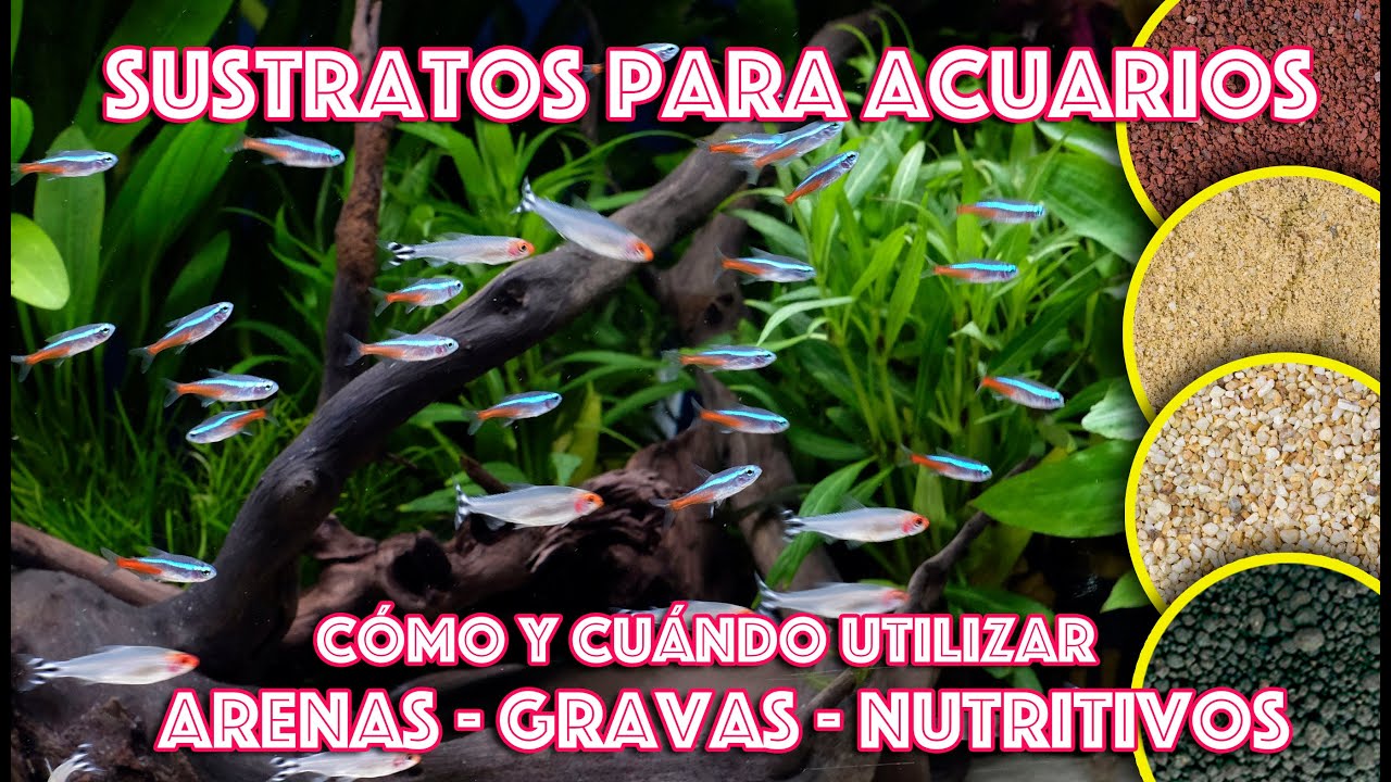 Sustratos para acuarios, cómo y cuándo usar gravas , arenas ó sustratos nutritivos.
