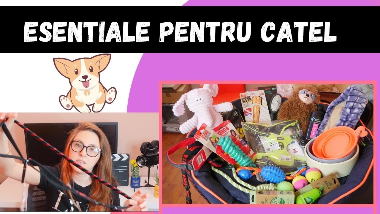 PUPPY HAUL | Ce trebuie să cumperi înainte să ai un cățel