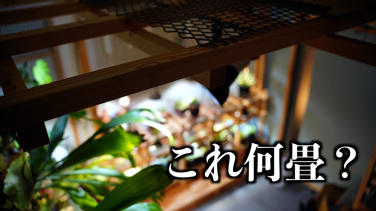【20畳から4.5畳】植物とアクアリウムの部屋ほぼ完成。