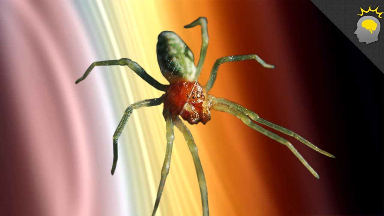 Phobia of the Week: Arachnophobia  Epic Science #77