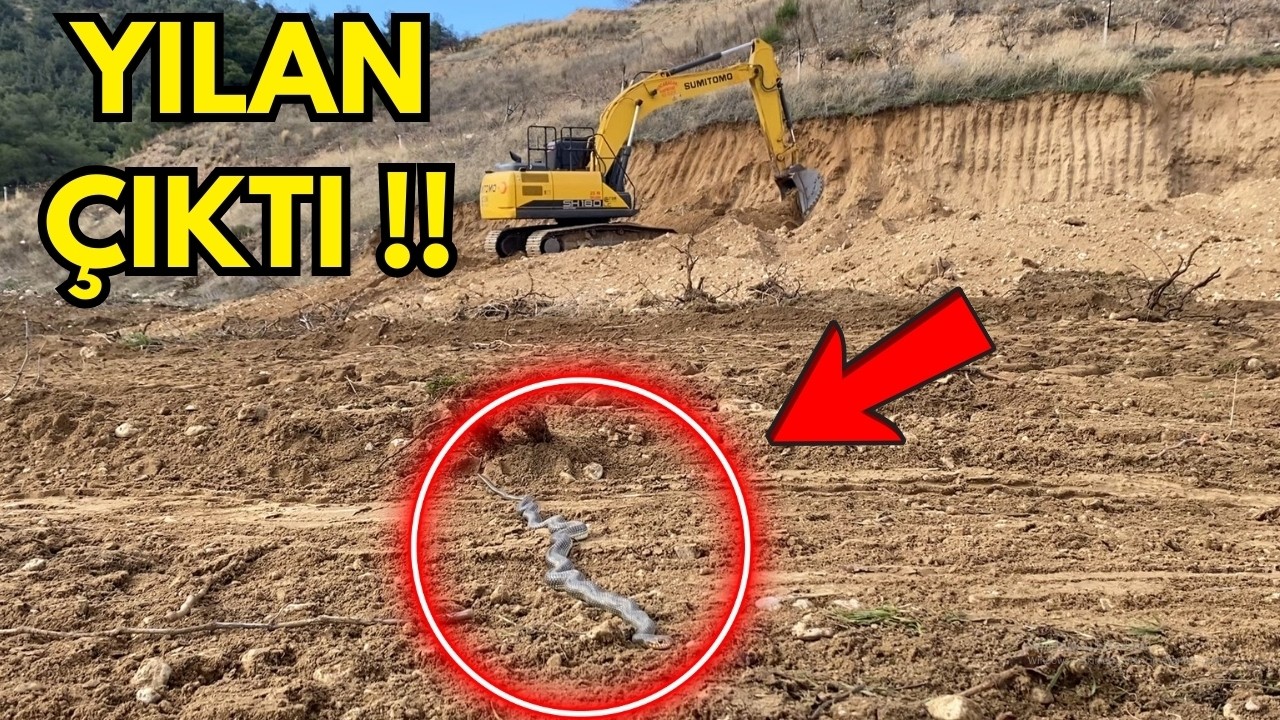İncir Bahçesinde YILAN ÇIKTI! 😱 | Kepçe Çalışırken Karşılaştık