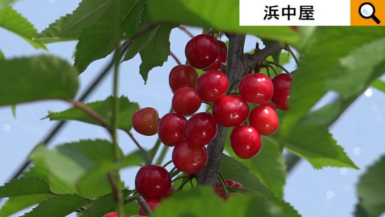 佐藤錦、紅秀峰、自家受粉しない桜桃なんです・・。Sato Nishiki Japanese cherry