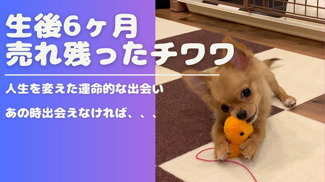 何ヶ月もペットショップで売れ残り、たらい回しにされていたチワワとの運命の出会い