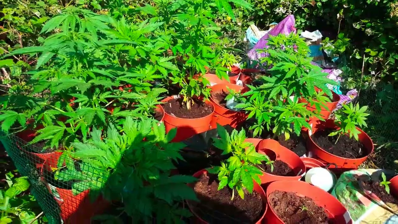 Guerilla grow looking good 2018 footage