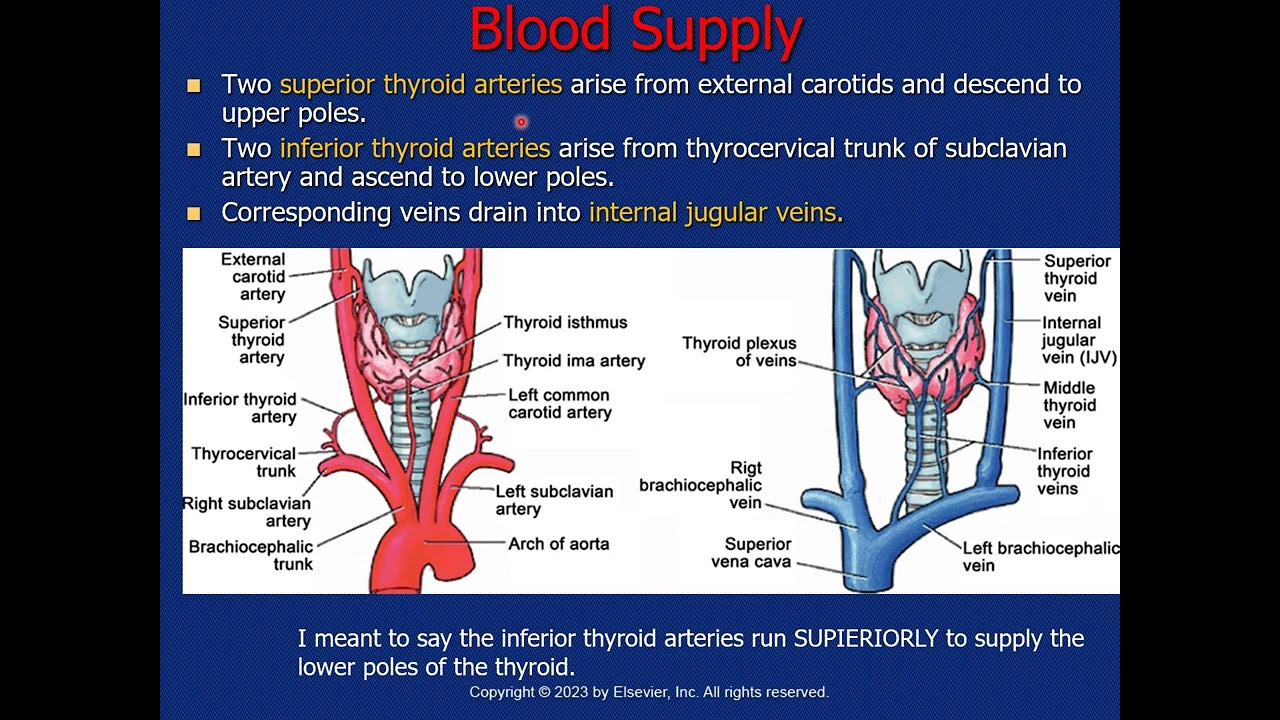 DMS 231 Ch 22 Thyroid